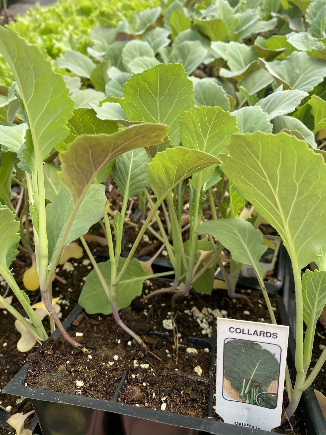 Vegetable Starter | Collards | 6 Pack Vegetable Starter | Collards | 6 Pack