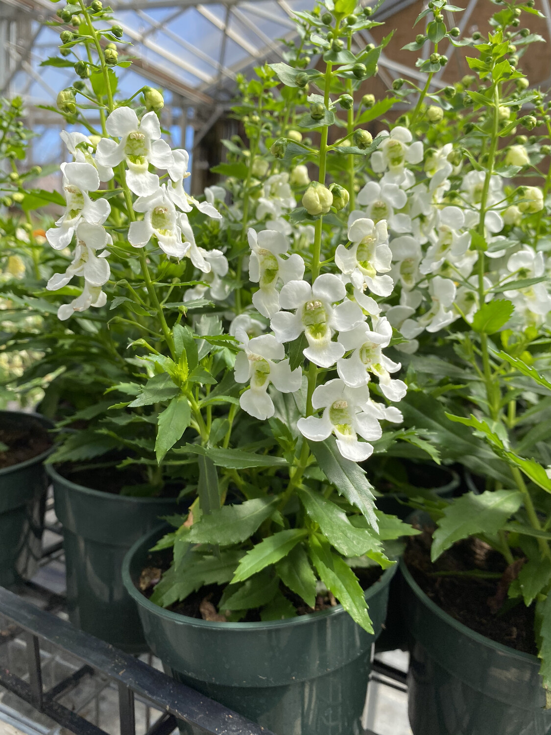 Annual | Angelonia 'White' | 4.5 Annual | Angelonia 'White' | 4.5