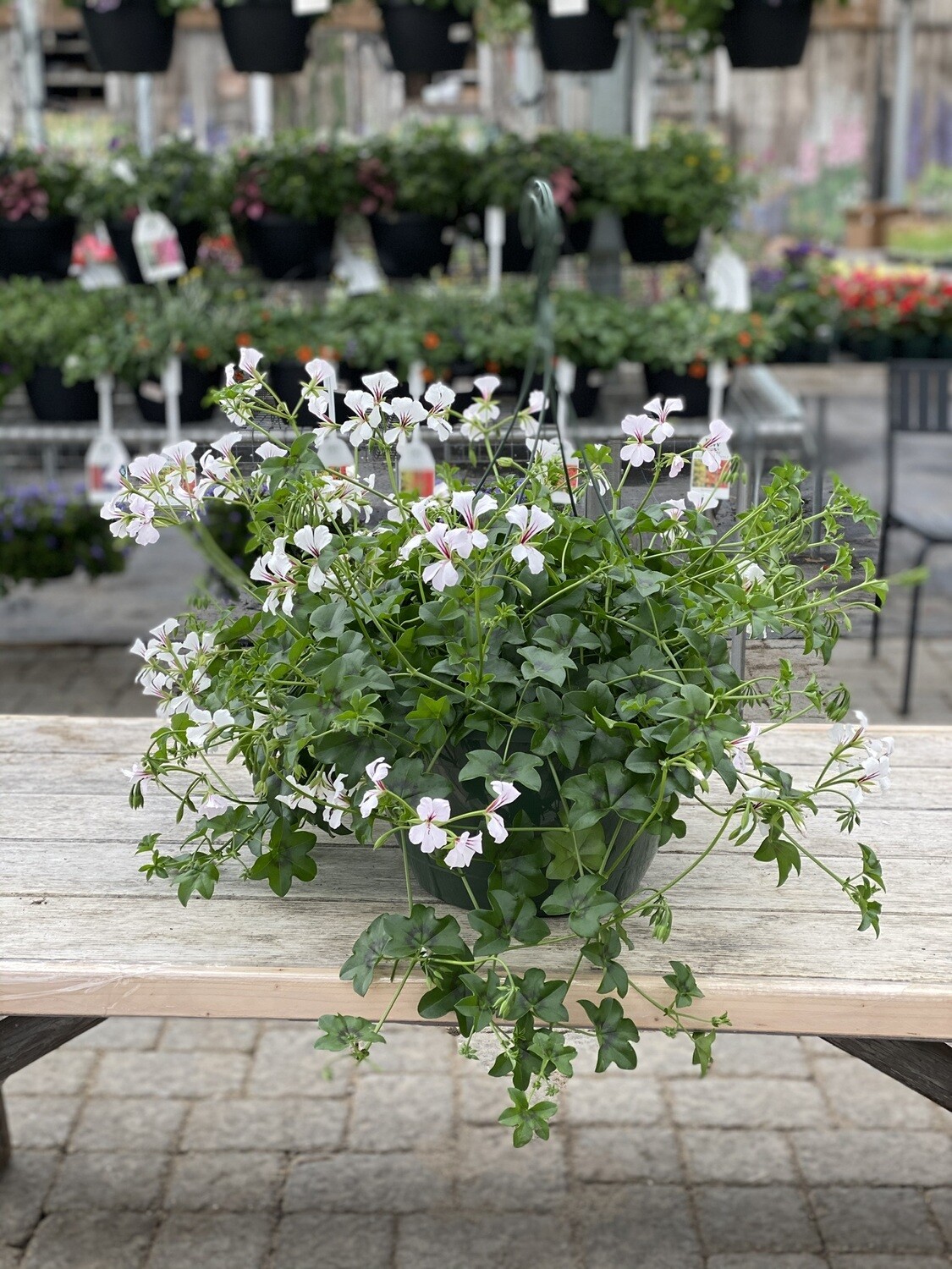 Hanging Basket | White Ivy Geranium | 12 Hanging Basket | White Ivy Geranium | 12