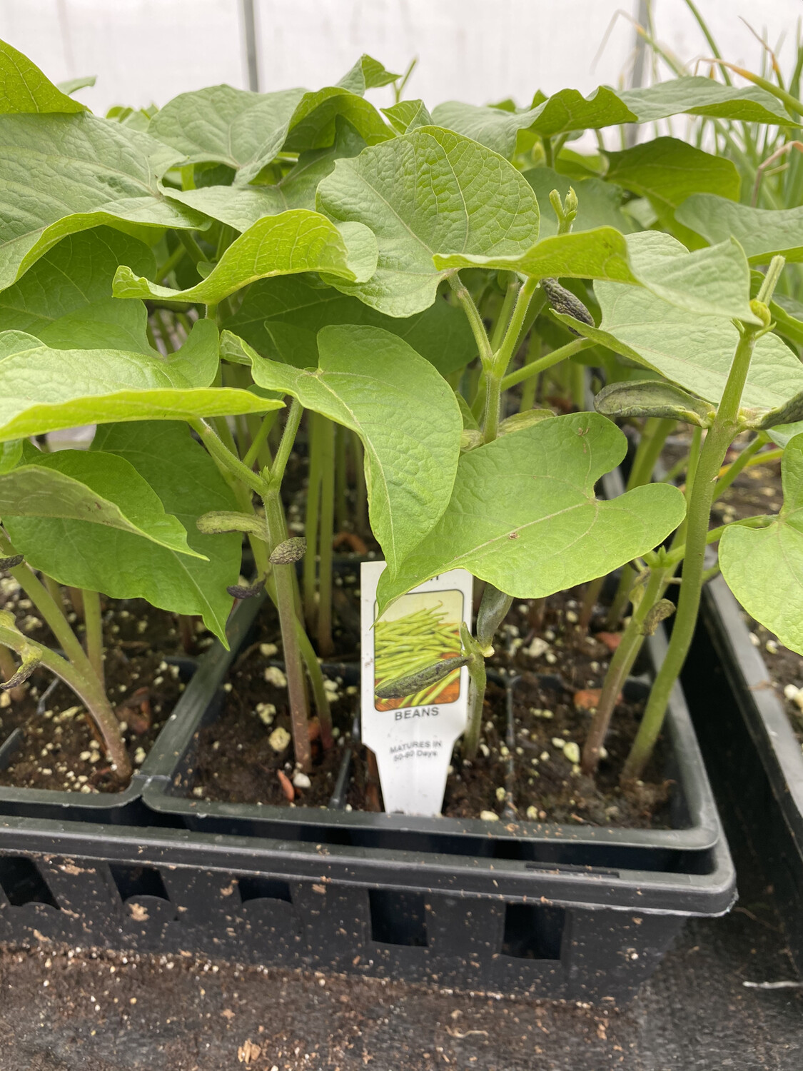 Vegetable Starter | Green Beans 'Bush' | 6 pk Vegetable Starter | Green Beans 'Bush' | 6 pk