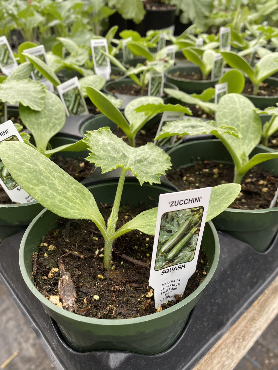 Vegetable Starter | Zucchini | 4 Vegetable Starter | Zucchini | 4