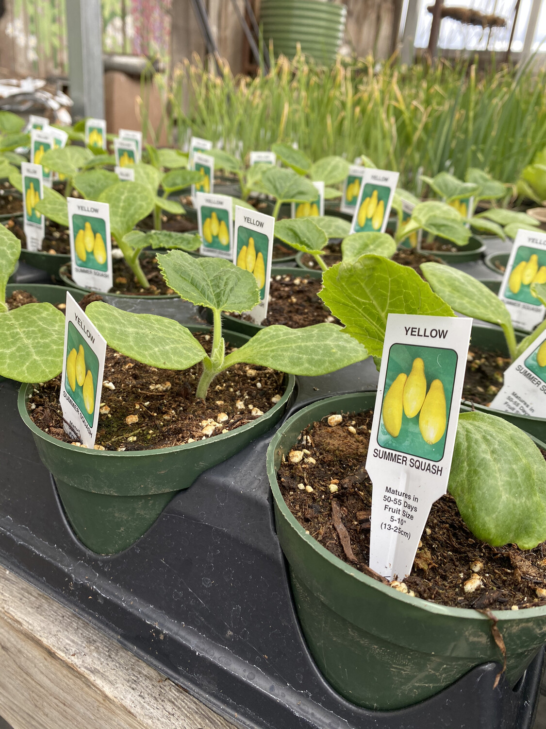 Vegetable Starter | Summer Squash | 4 Vegetable Starter | Summer Squash | 4