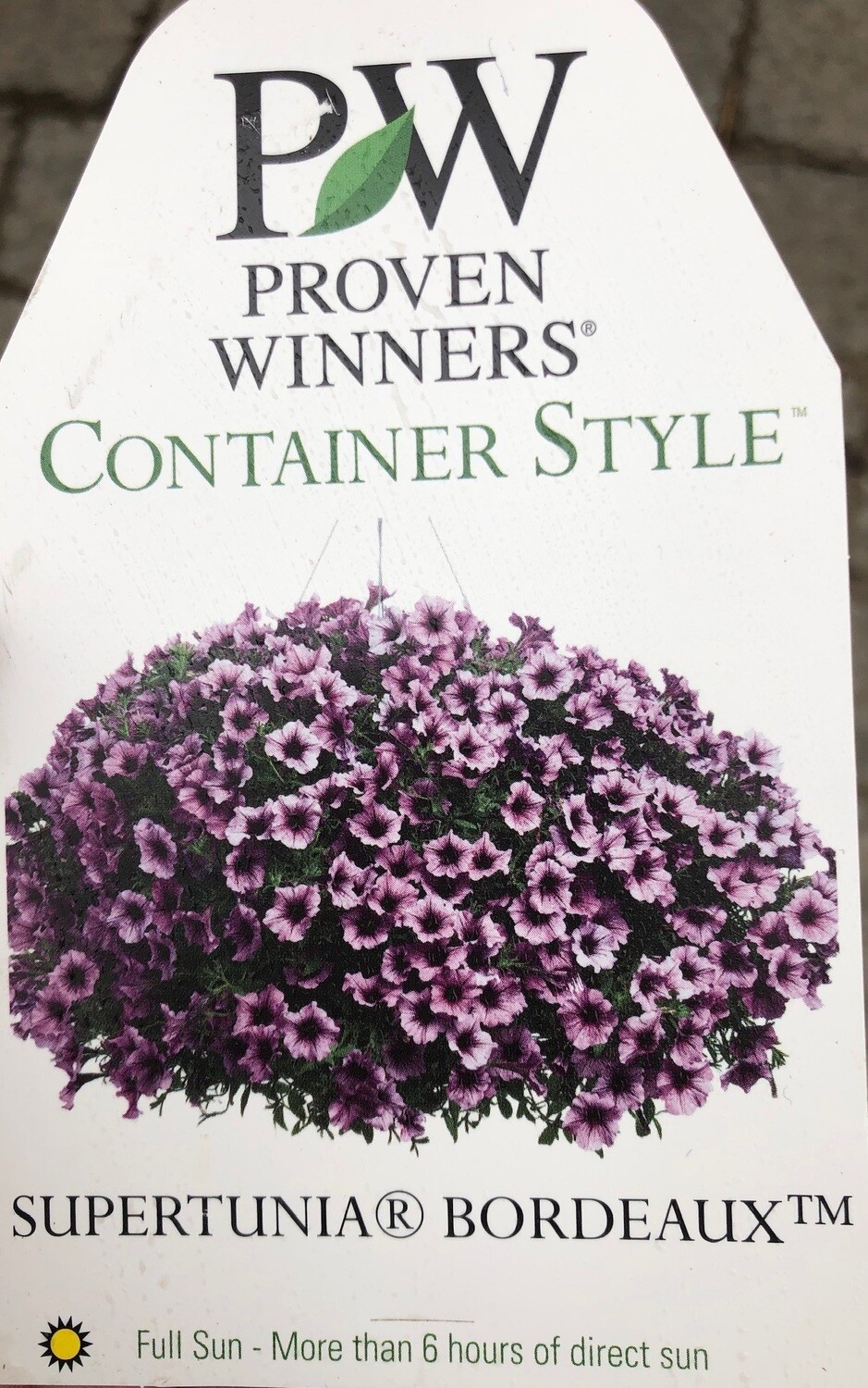 Hanging Basket | Supertunia 'Bordeaux' | 10 Hanging Basket | Supertunia 'Bordeaux' | 10