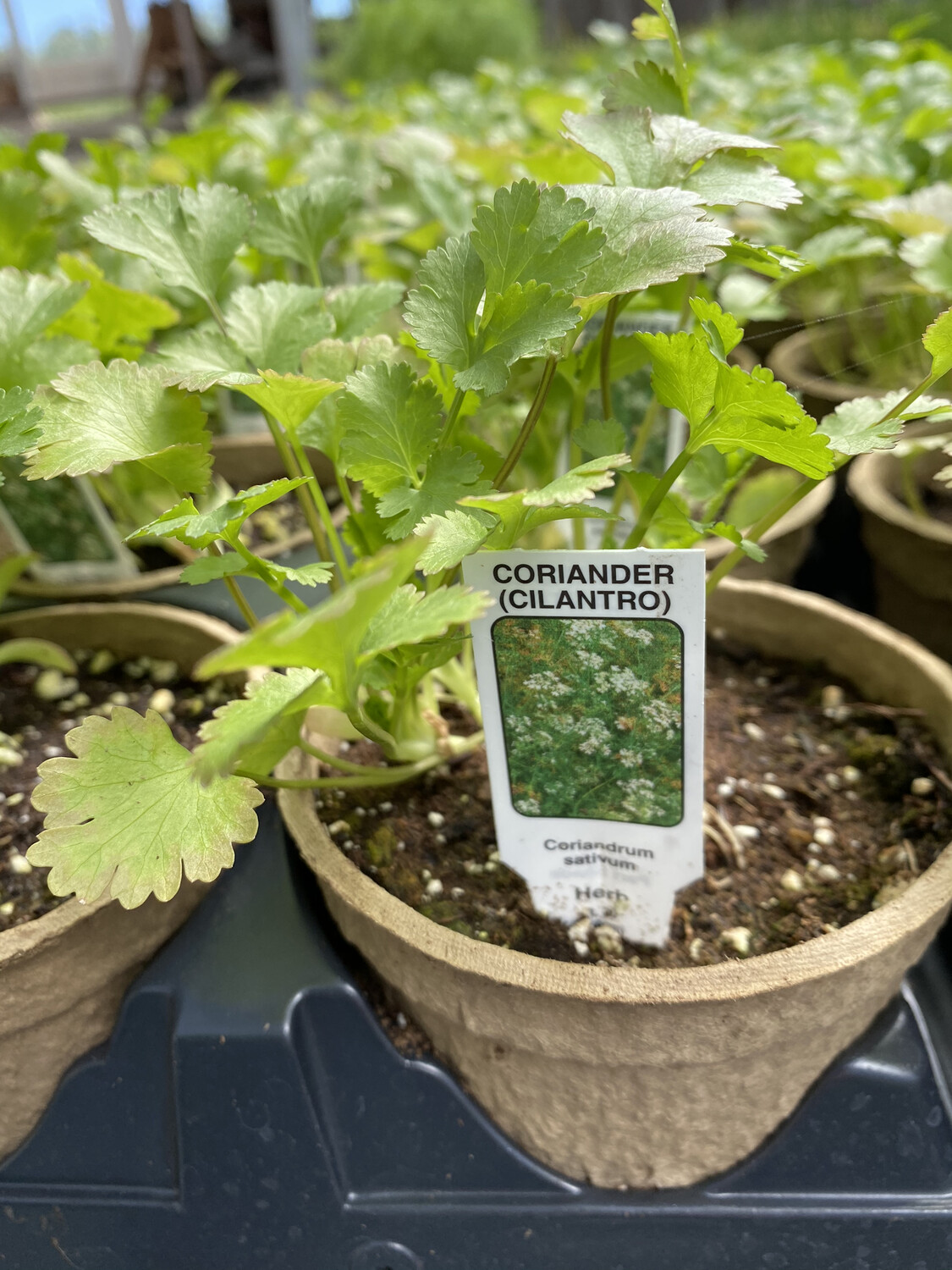 Herb | Cilantro | Pint Herb | Cilantro | Pint