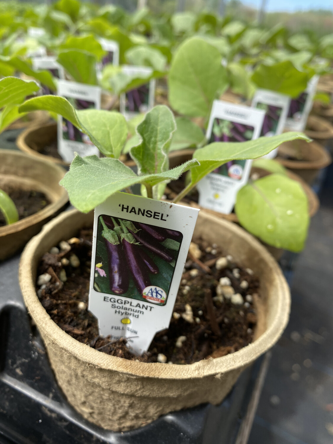 Vegetable Starter | Hansel Eggplant | 4 Vegetable Starter | Hansel Eggplant | 4