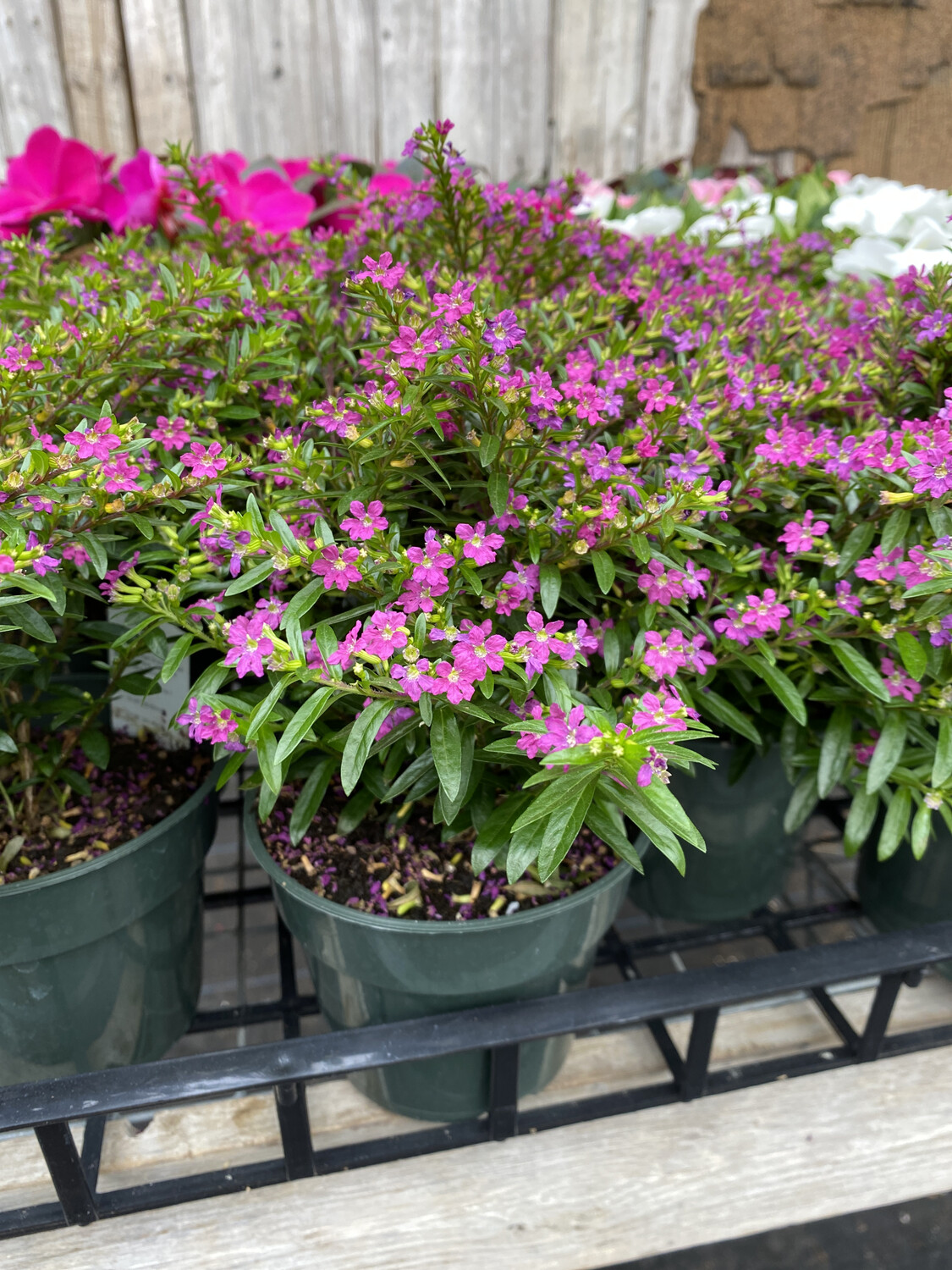 Annual | Mexican Heather 'Purple' | 4.5 Annual | Mexican Heather 'Purple' | 4.5