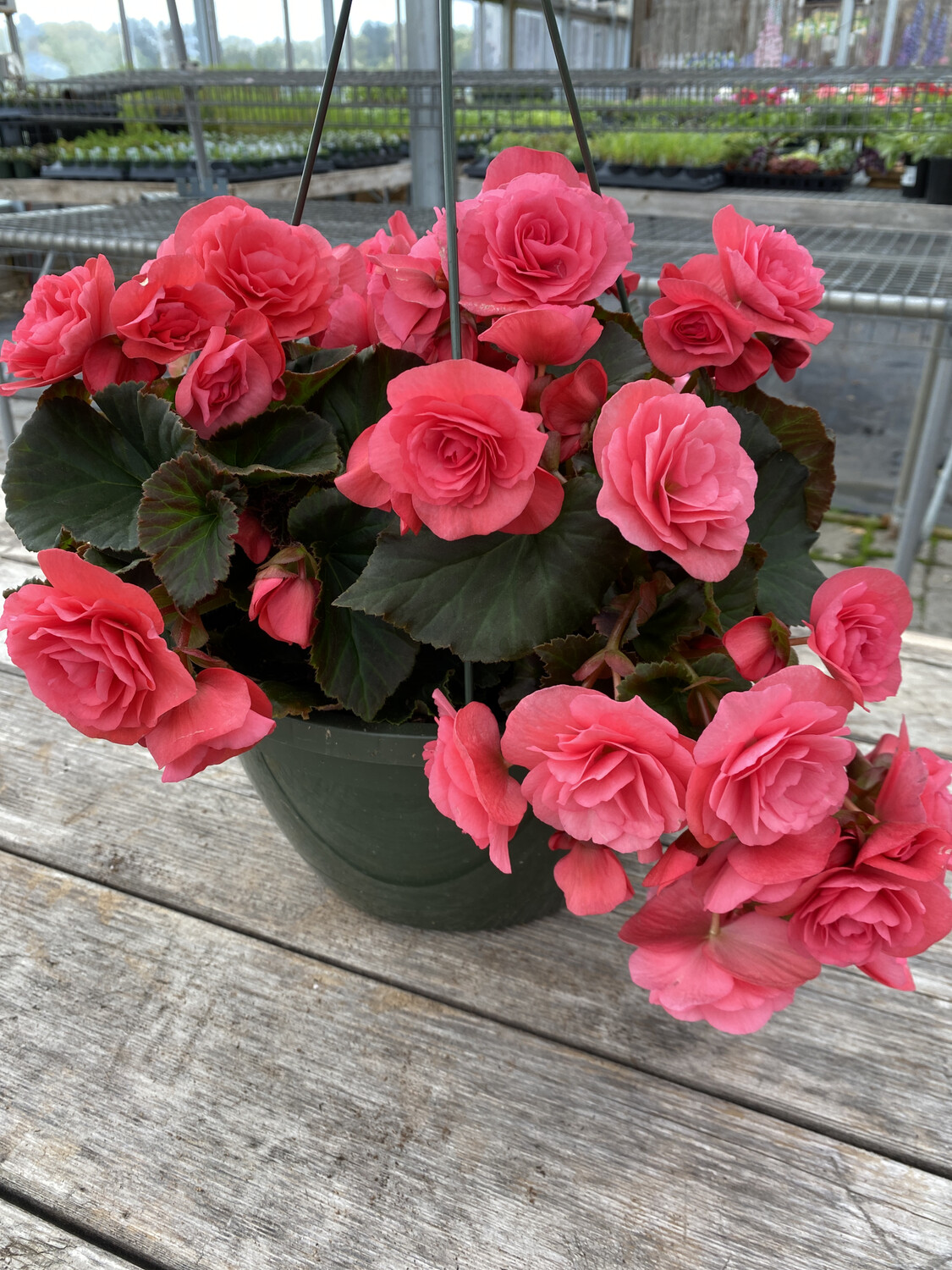 Hanging Basket | Begonia 'Solemia Light Pink' | 10 Hanging Basket | Begonia 'Solemia Light Pink' | 10