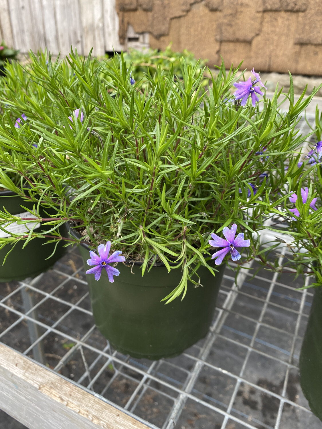 Perennial | Phlox Subulata | 1 Gallon Pot Perennial | Phlox Subulata | 1 Gallon Pot