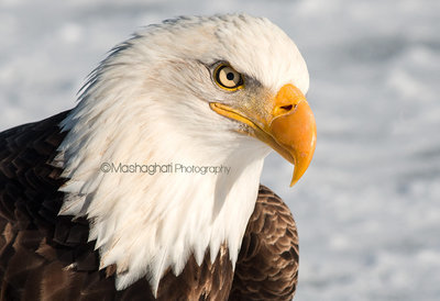 Bald Eagle Print Bald Eagle Print