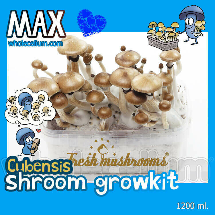 Magic Mushroom Grow Kits Psilocybin Pilze Weltweite Lieferung   1165195078 