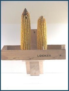 Two Ear Wooden Squirrel Feeder By Looker