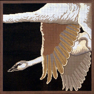 Trumpeter Swans A91-006B