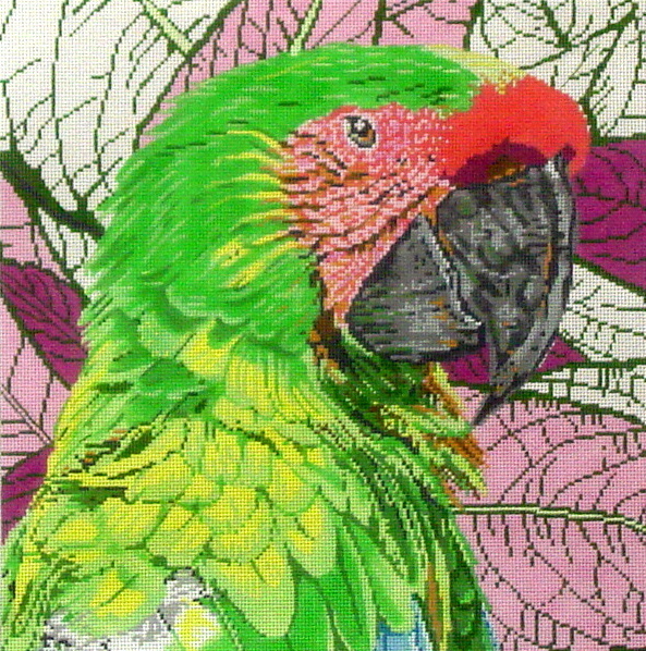 Green Macaw C-451a