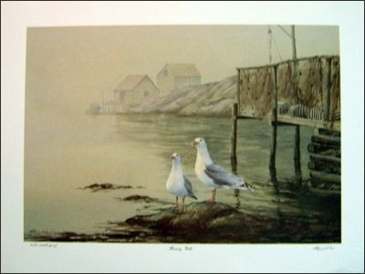 Herring Gulls 00050