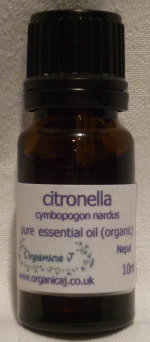 Citronella (cymbopogon nardus) Citronella (cymbopogon nardus)