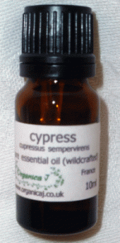 Cypress (cupressus sempervirens) Cypress (cupressus sempervirens)