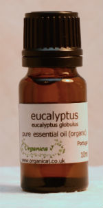 Eucalyptus - blue gum (eucalyptus globulus) Eucalyptus - blue gum (eucalyptus globulus)