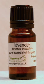 Lavender (lavandula angustifolia) 0E0005