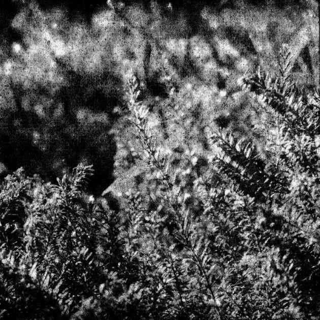 Washi Film "W" 25 120