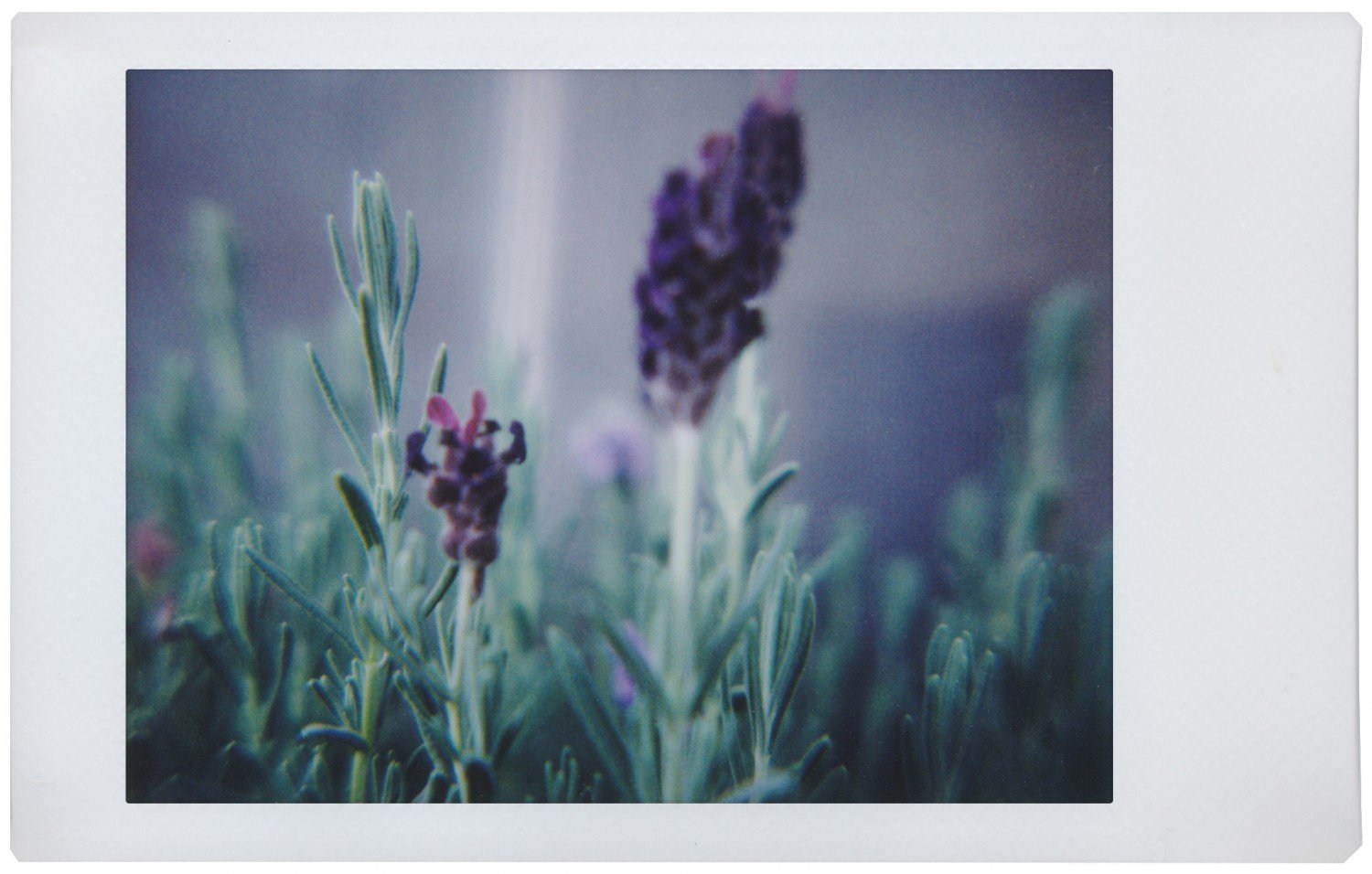 Lomo'Instant Automat Cabo Verde ~