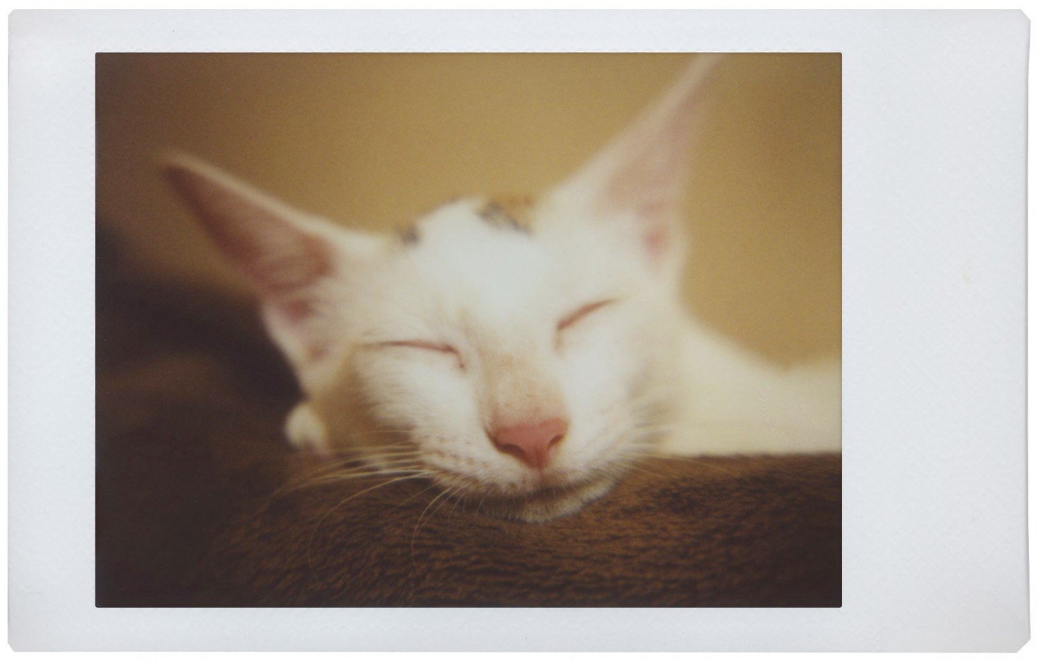 Lomo'Instant Automat Cabo Verde ~