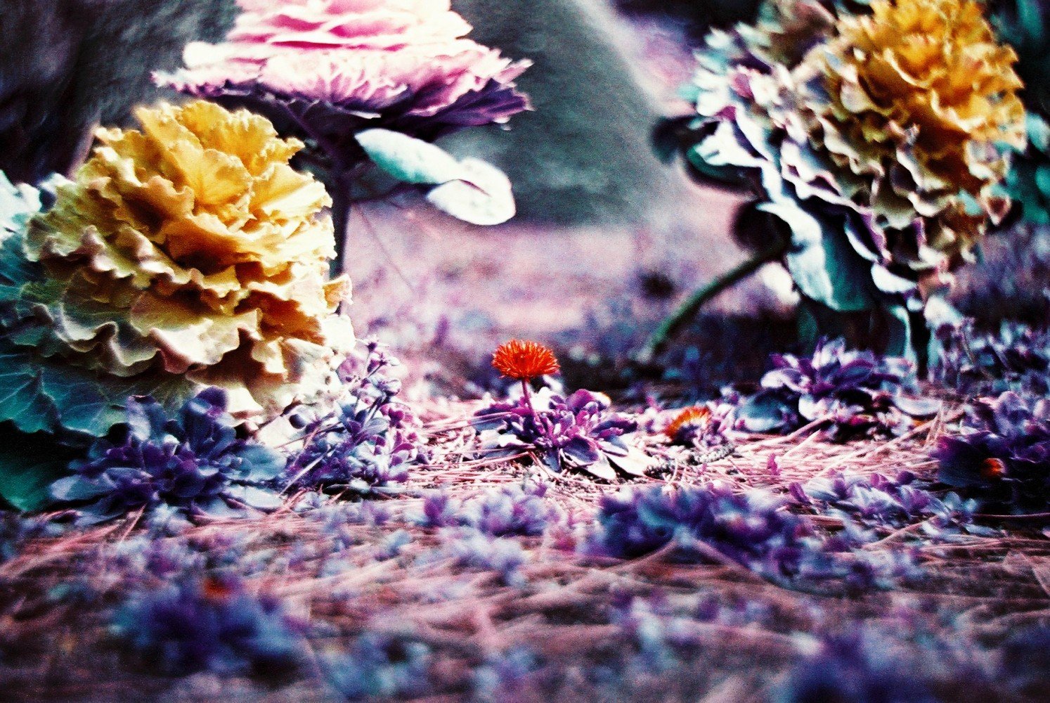 Lomography LomoChrome Purple XR 100-400 35mm NEW!