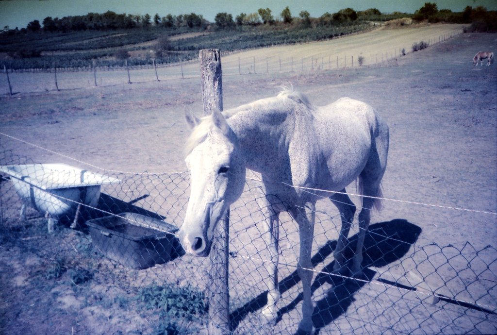 dubblefilm Moonstruck 35mm