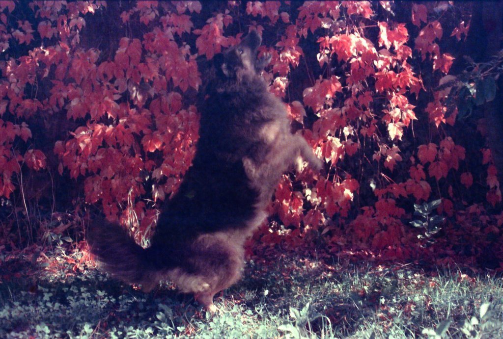 dubblefilm Moonstruck 35mm