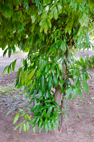 Cinnamon Leaf