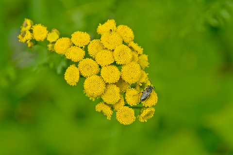 Blue Tansy