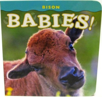 Bison Babies Bison Babies