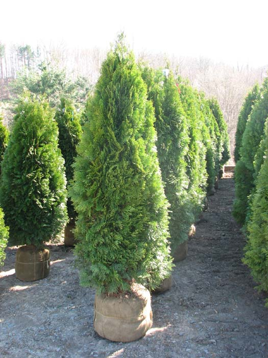 5 to 6 Foot Emerald Green Arborvitaes