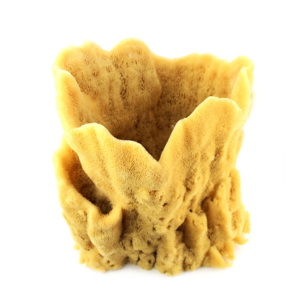 Decorative Vase Sponge Decorative Vase Sponge