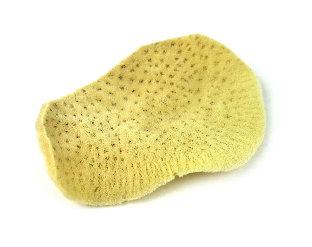 Elephant Ear Sponge Elephant Ear Sponge