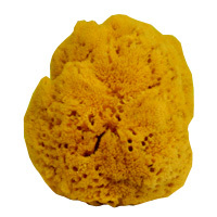 Yellow Bathing Sponge Yellow Bathing Sponge