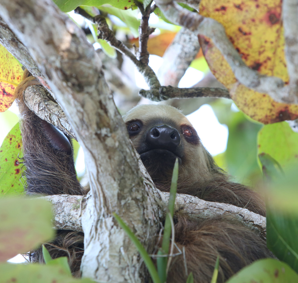 Sloth Island 0000001