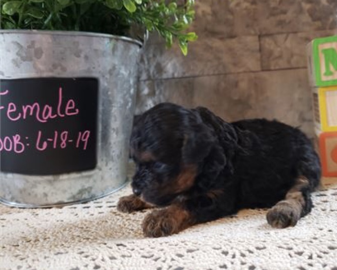 Small Poodle Phantom Colored Girl“CLICK PIC FOR INFO" 22997