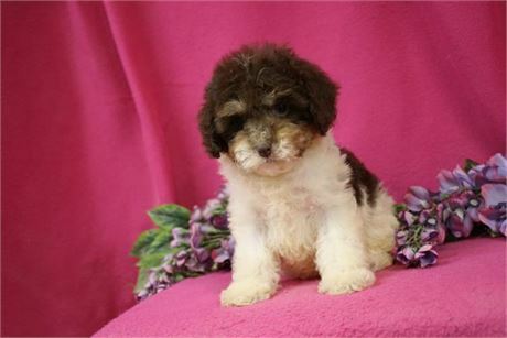 Toy Cockapoo Female Chocolate Tri Color Parti $1500, "CLICK PIC FOR INFO” 0023