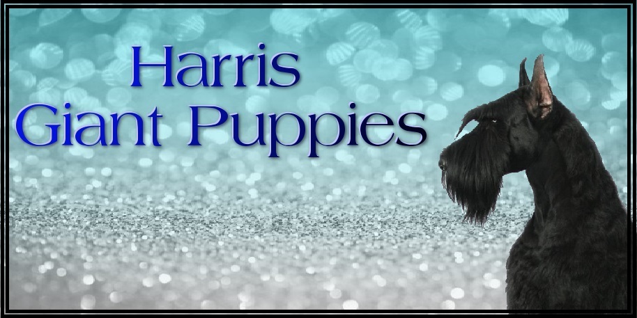 Denisa Harris Current Giant Schnauzer Litter: "CLICK PIC FOR INFO" 00016