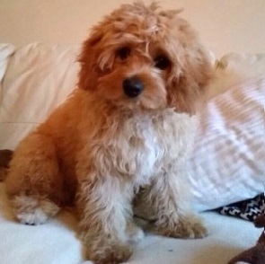 Small Cockapoo Male pups, CLICK PIC FOR INFO" 00027