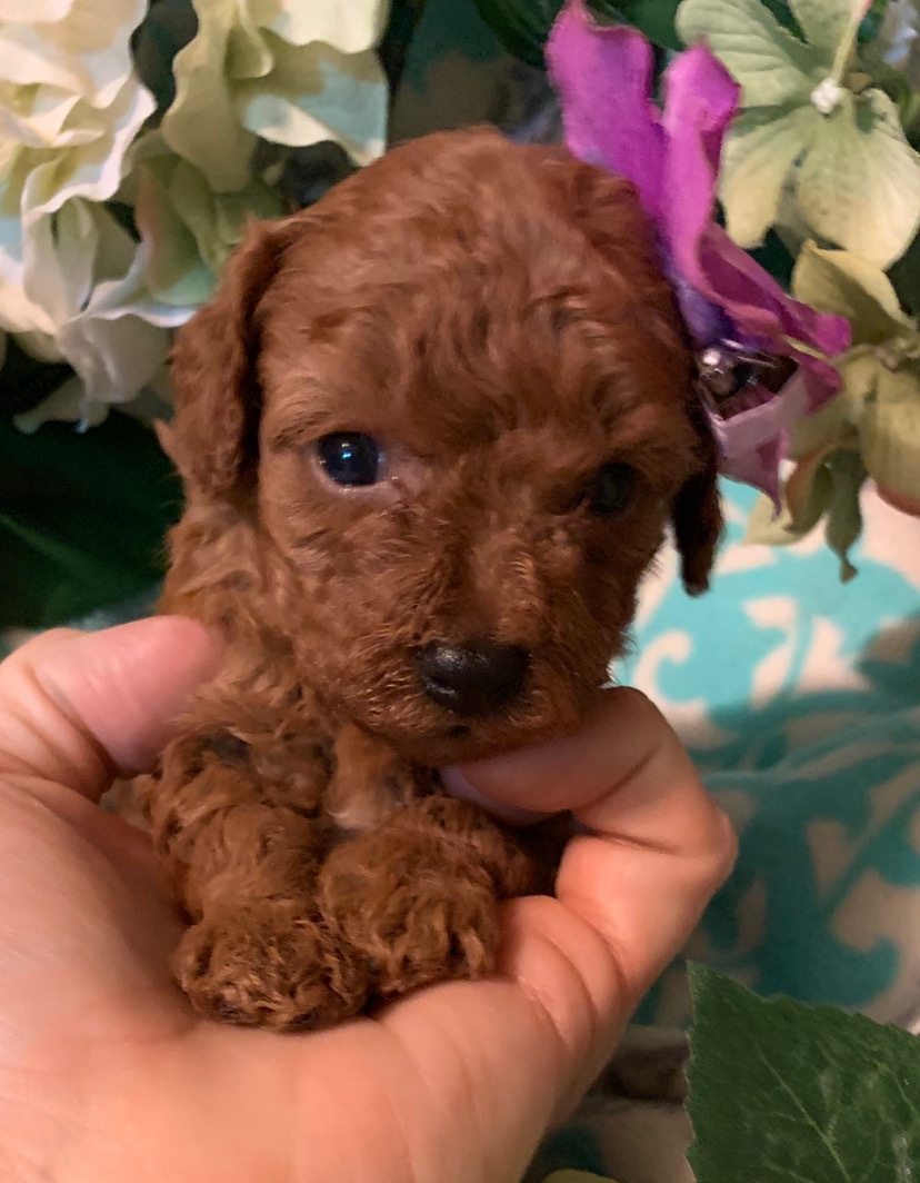 Toy Poodle: Pippa's Litter, Tiny Red Girl "Click Pick For Info" 00025
