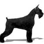 Stud Services: Champion Giant Schnauzer Studs: "CLICK PIC FOR INFO" 1