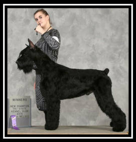 Giant Schnauzer Deposit List For FUTURE UPCOMING Litters, "Click Pic For Info" 3