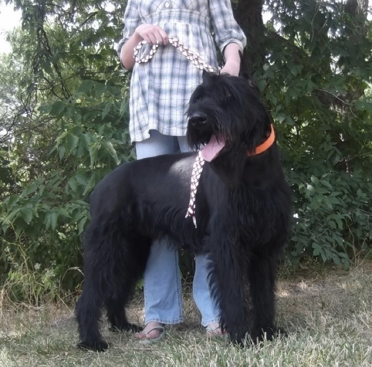 Stud Services: Champion Giant Schnauzer Studs: "CLICK PIC FOR INFO"