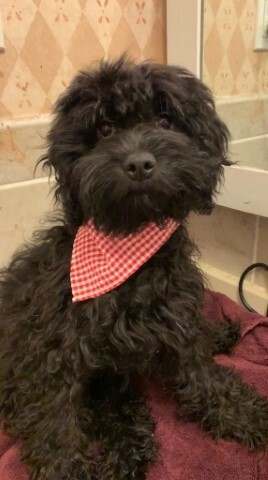 Small Cavapoo Male Puppy NOW ONLY $300. “CLICK PIC FOR INFO" 665d