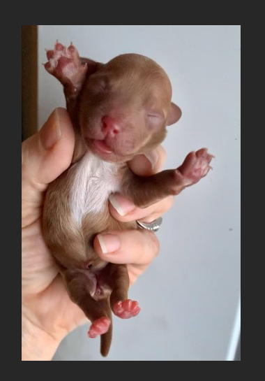 Tiny Poodles: Pearl's Dark Red Poodle Girls, "Click Pick For Info" 00034