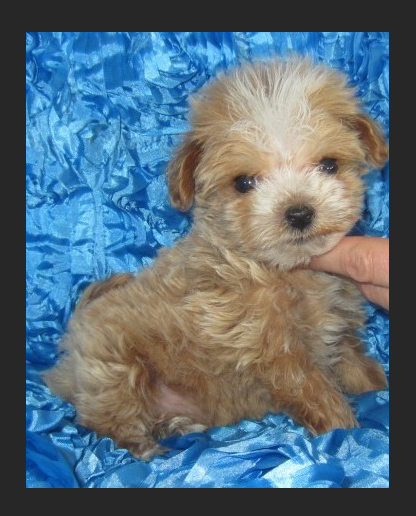 Super Tiny Maltipoo Male Puppy, "CLICK PIC FOR INFO" 00010