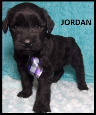 Giant Schnauzers, Bella X CH Barbosa's Litter: "CLICK PIC FOR INFO" 001