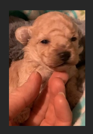 Tiny Poodle Litter. Cream Boy, “CLICK PIC FOR INFO"” 00003