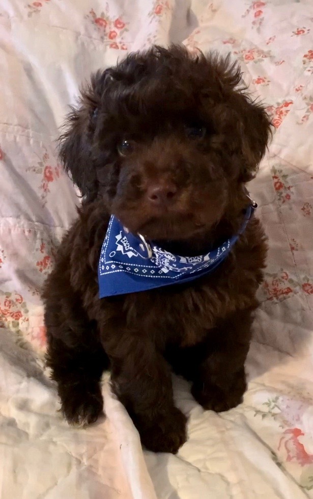 Small Schnoodle Chocolate Male pup. "CLICK PIC FOR INFO" 00029